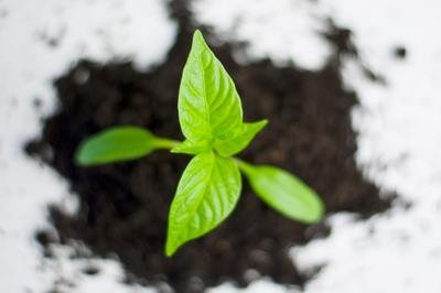 HRMS selection for growth - paprika plant HRMS selection for growth - paprika plant