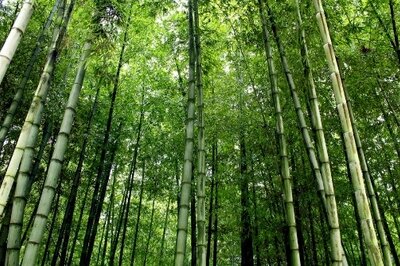 Growing Bamboo - Benefits of HRMS Growing Business