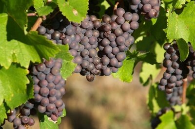 HRMS Benefits Self-Service - Grapes