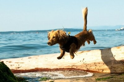 HRMS Benefits Administration Dog Leaping